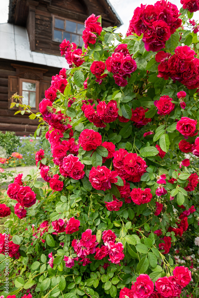 Large rose bush blooming with red flowers Large rose bush blooming with red flowers