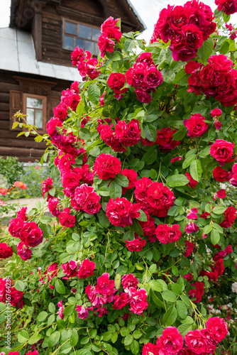 Fototapeta Naklejka Na Ścianę i Meble -  Large rose bush blooming with red flowers