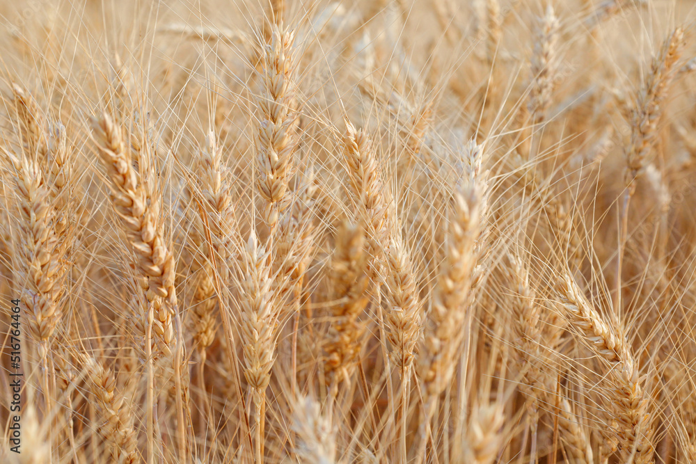 Ears of wheat on the field as a background Ears of wheat on the field as a background