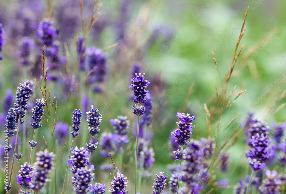 Obraz premium lavender flowers in a garden