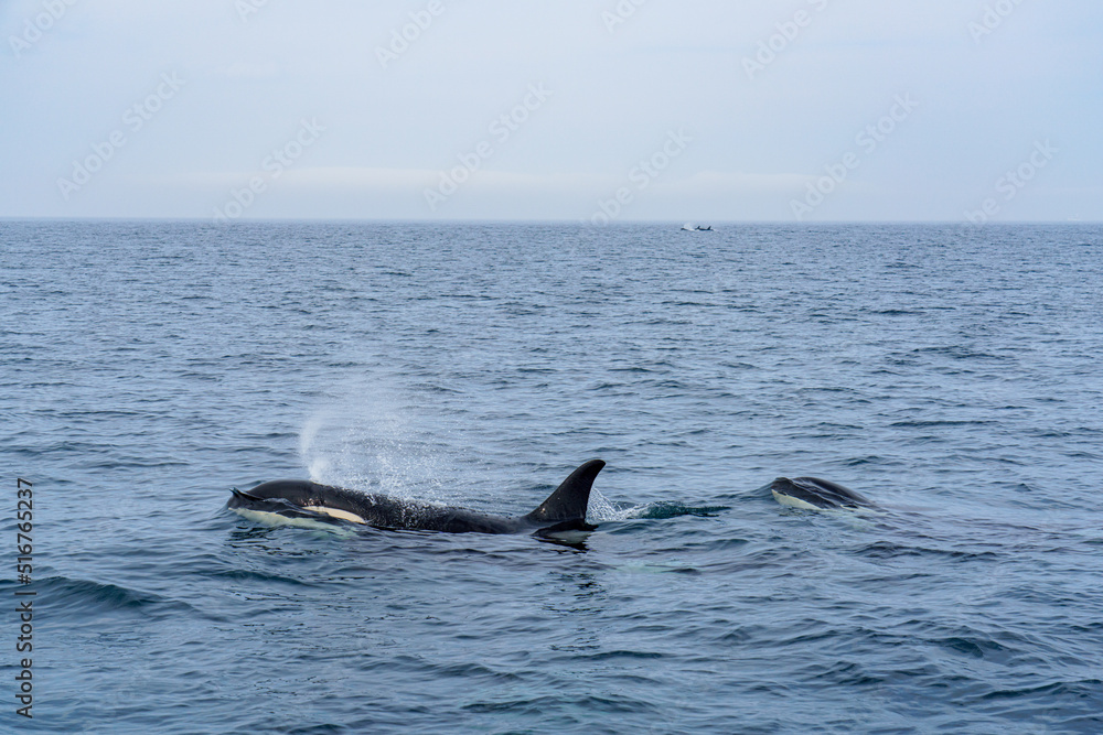 Naklejka premium 世界遺産知床 シャチクルーズ 北海道観光