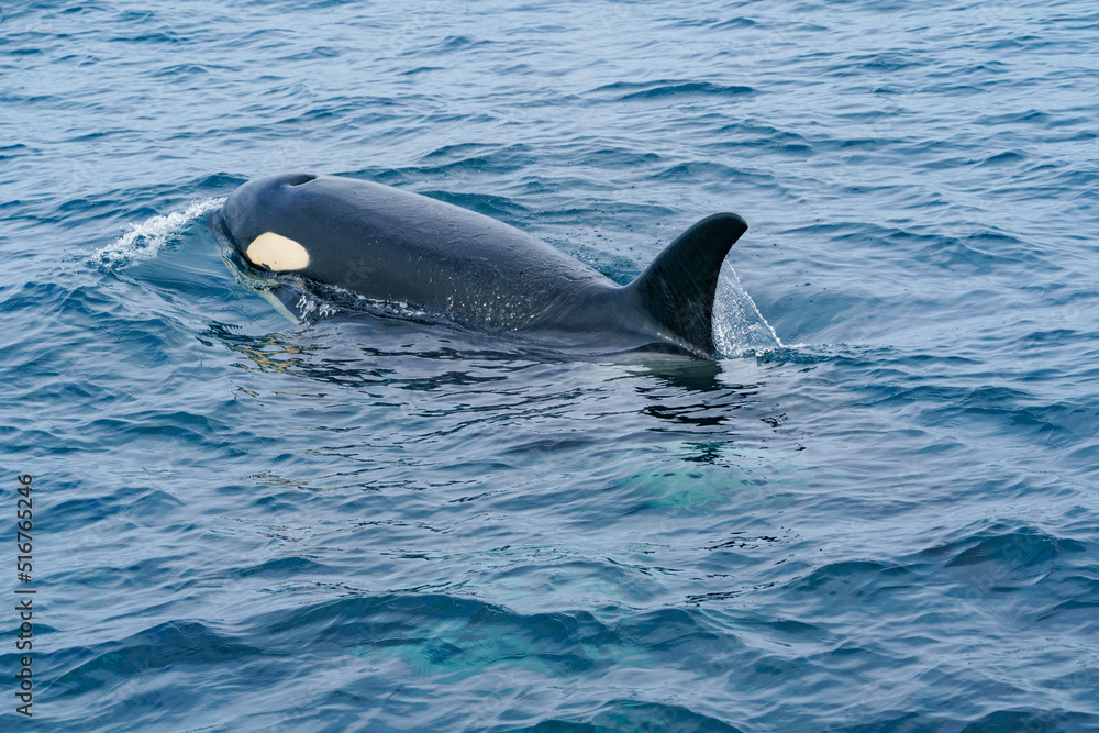 Naklejka premium 世界遺産知床 シャチクルーズ 北海道観光