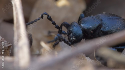 European Oil Beetle Meloe Proscarabaeus Close-up