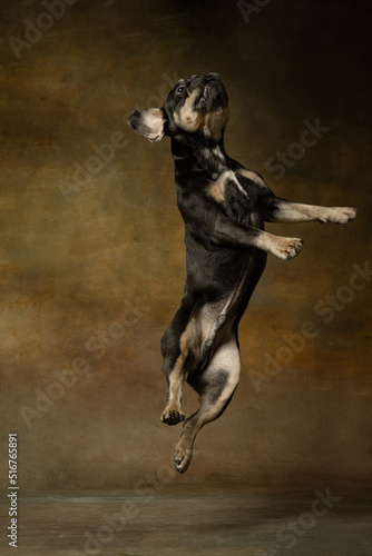 Joyful active pet, cute dog jumping isolated over dark vintage background. Concept of motion, action, pets love, animal life.