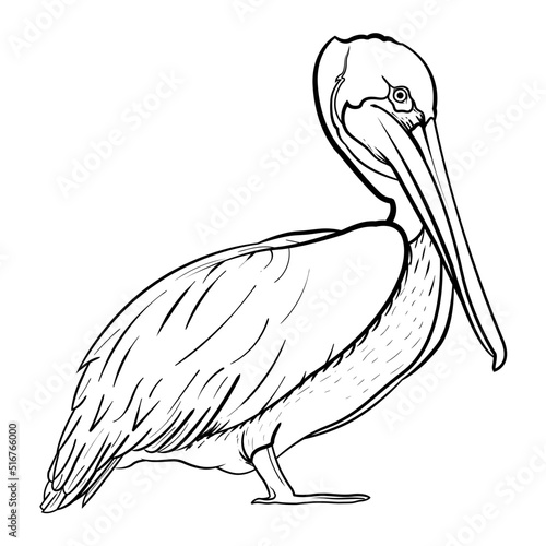 pelican bird line art drawing vector