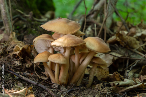 Small mushroom Psathyrella spadiceogrisea in the dry autumn forest