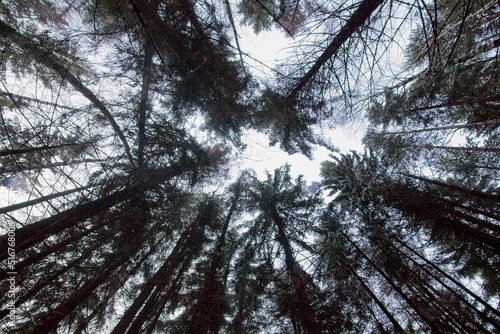 Looking up from the forest floor to the tree tops of a forest.