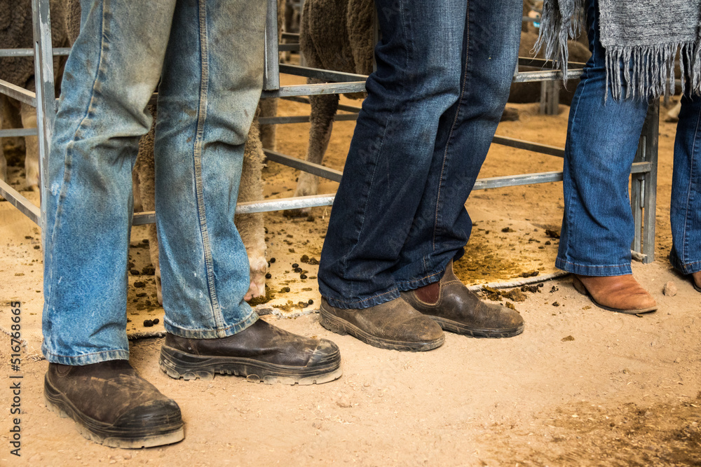 Farmers' boots with rams in pens Farmers' boots with rams in pens