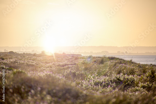 Low sun over seaside vegetation photo