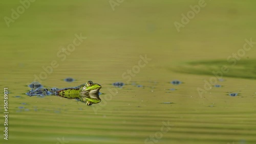 Lurking Green Frog In A Pond. Selective Focus photo