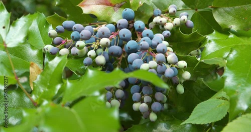 Blue berries of Oregon Grape Root or Mahonia aquifolium or Trailing Mahonia or Holly-leaved barberry. Video from botanical garden in Kyiv, Ukraine photo