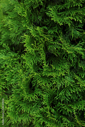 Green thuja close up photo. Background wallpaper. Thuja hedgerow texture. Thuja leaves.