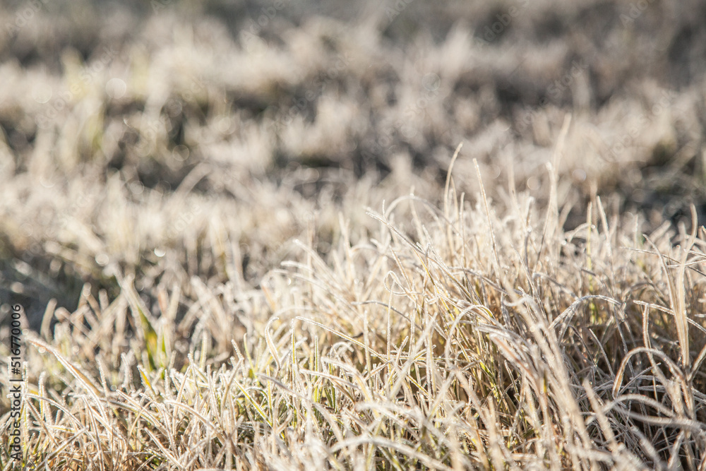 Morning sunlight shining off frost covered grass Morning sunlight shining off frost covered grass