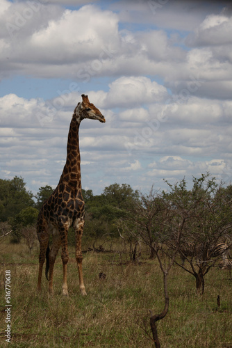 Giraffe / Giraffe / Giraffa Camelopardalis