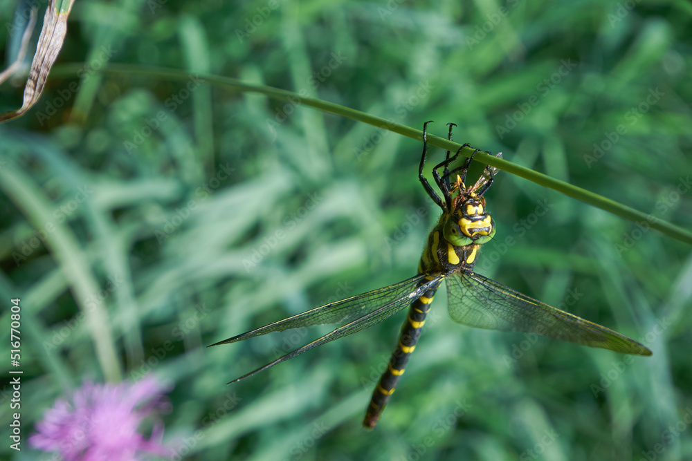 The dragonflies Aeshnidae (also called aeshnids, hawkers, or darners) eat another insect. The dragonflies Aeshnidae (also called aeshnids, hawkers, or darners) eat another insect.