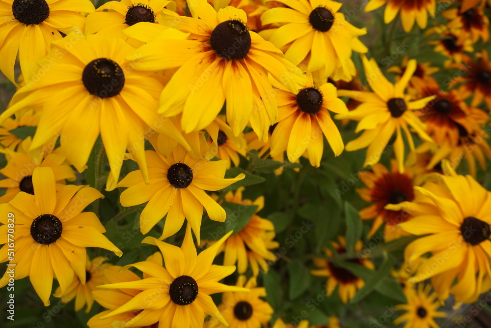 Gelb-braune Mädchenaugen Blumen im Garten im Juli Gelb-braune Mädchenaugen Blumen im Garten im Juli