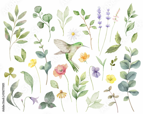 Hand painted vector watercolor set of herbs, flowers and hummingbird.