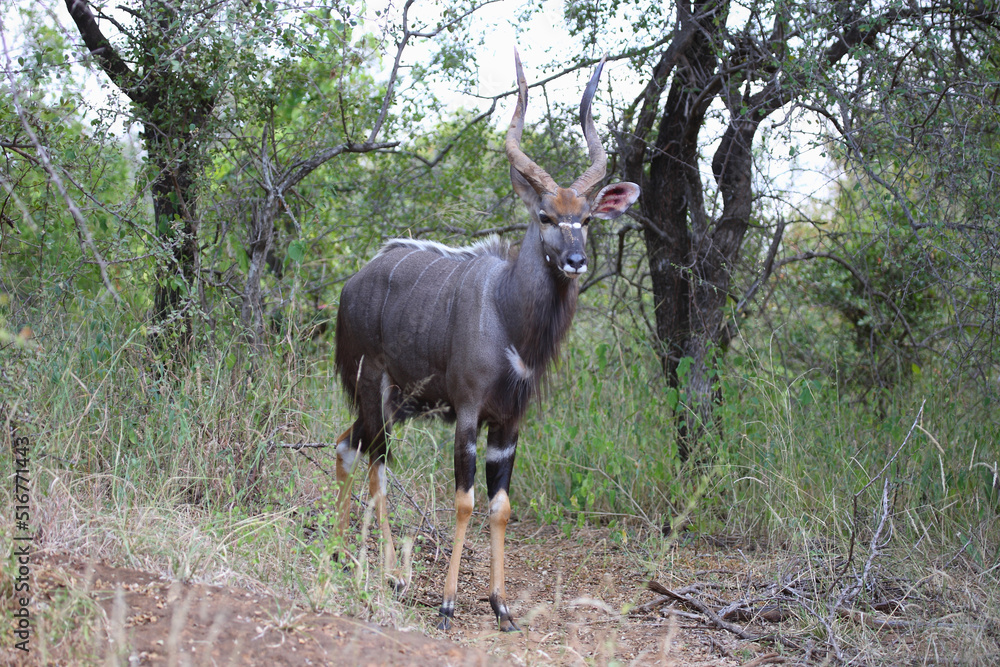 Fototapeta premium Nyala / Nyala / Tragelaphus angasii.