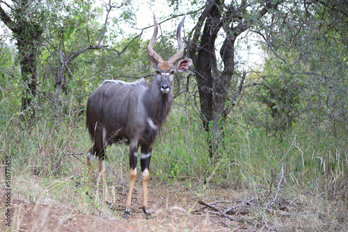 Nyala   Nyala   Tragelaphus angasii.