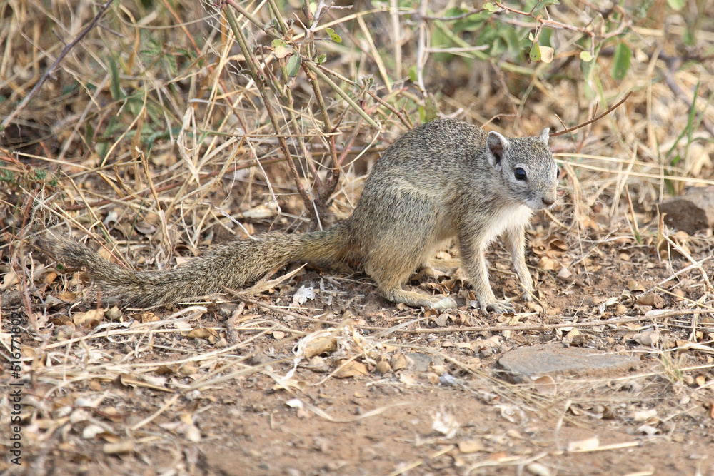 Fototapeta premium Ockerfußbuschhörnchen / Tree Squirrel / Paraxerus Cepapi