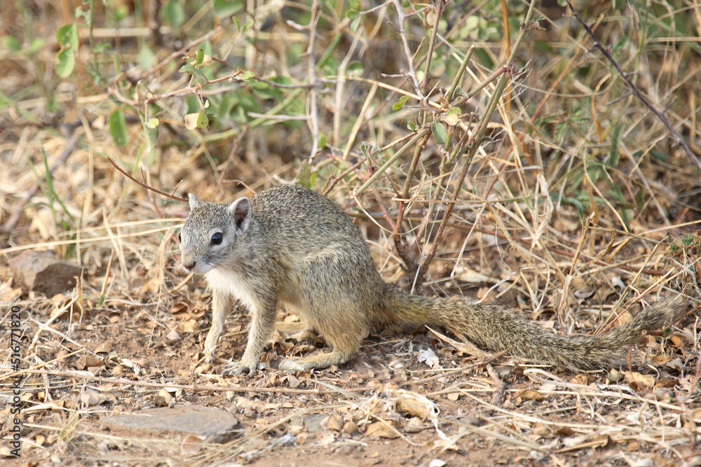 Ockerfußbuschhörnchen / Tree Squirrel / Paraxerus Cepapi Ockerfußbuschhörnchen / Tree Squirrel / Paraxerus Cepapi