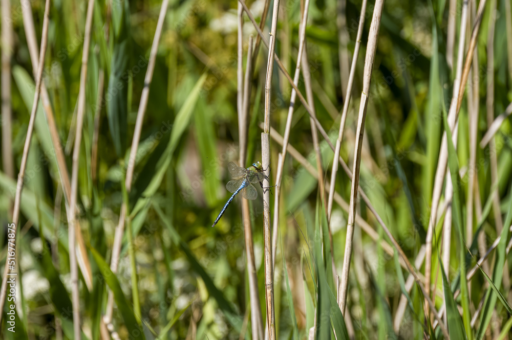 Male emperor dragonfly, or blue emperor dragonfly, Anax imperator. Male emperor dragonfly, or blue emperor dragonfly, Anax imperator.
