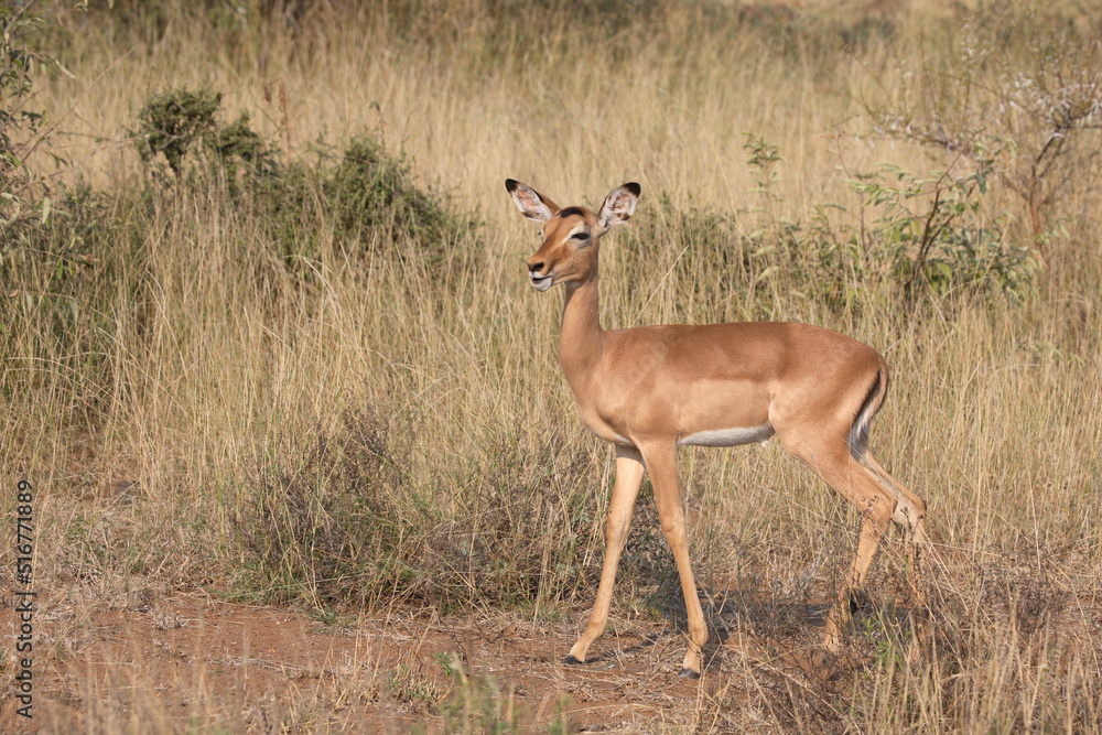 Schwarzfersenantilope / Impala / Aepyceros melampus Schwarzfersenantilope / Impala / Aepyceros melampus