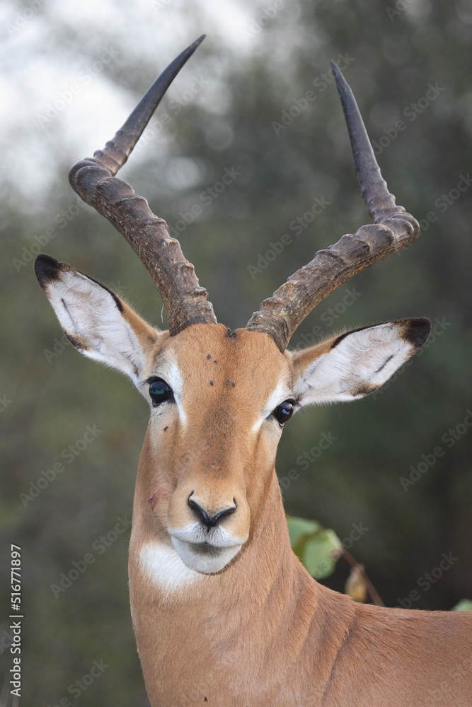 Naklejka premium Schwarzfersenantilope / Impala / Aepyceros melampus