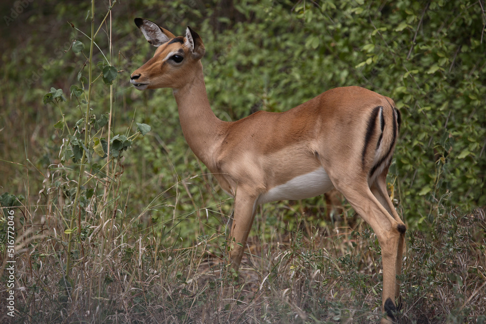Schwarzfersenantilope / Impala / Aepyceros melampus Schwarzfersenantilope / Impala / Aepyceros melampus