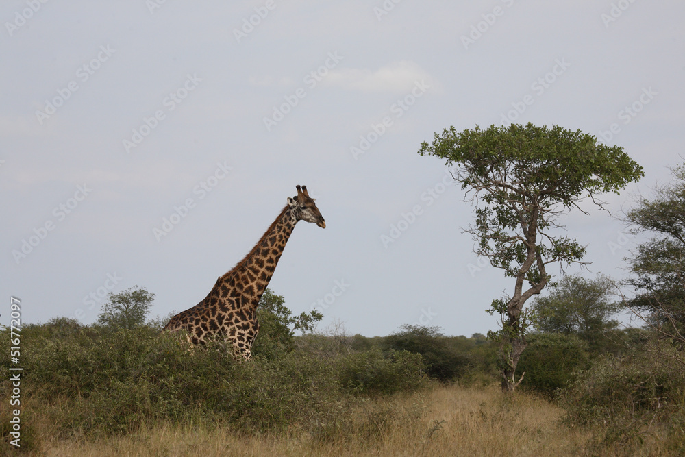 Fototapeta premium Giraffe / Giraffe / Giraffa Camelopardalis