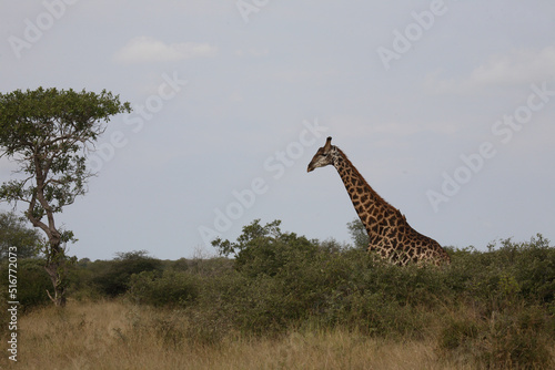 Canvas Print Giraffe / Giraffe / Giraffa Camelopardalis