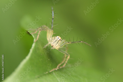 spider on a leaf close up. © chaopavit