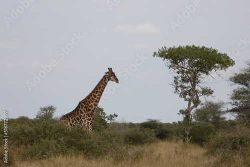 Canvas Print Giraffe / Giraffe / Giraffa Camelopardalis