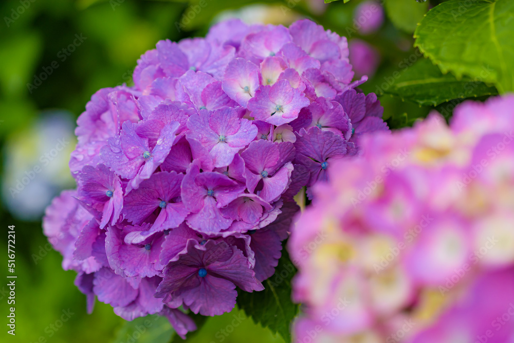 雨に濡れた紫陽花