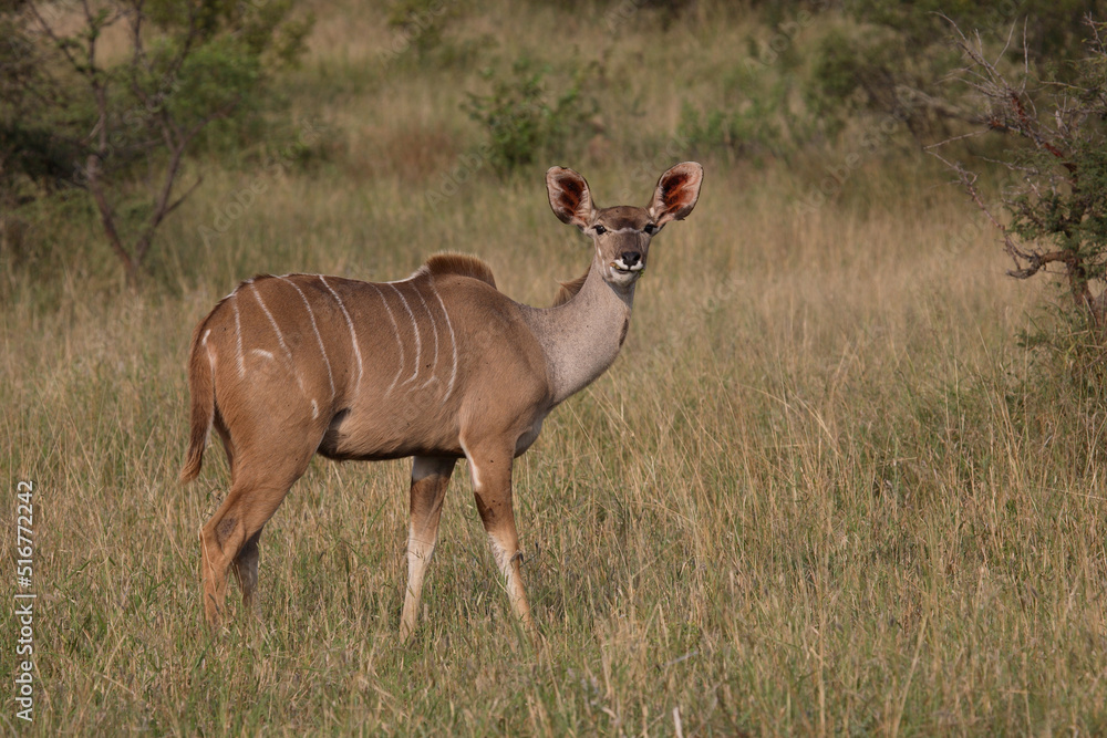 Fototapeta premium Großer Kudu / Greater Kudu / Tragelaphus strepsiceros.