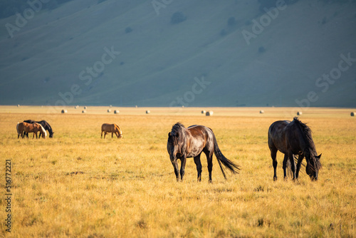 Horses in Piana di Castelluccio Umbria Italy