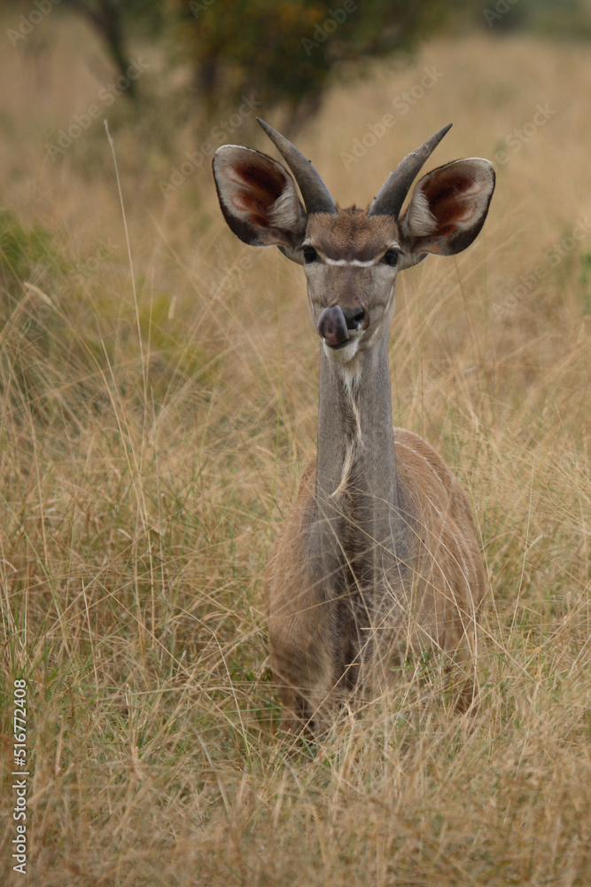 Großer Kudu / Greater Kudu / Tragelaphus strepsiceros. Großer Kudu / Greater Kudu / Tragelaphus strepsiceros.