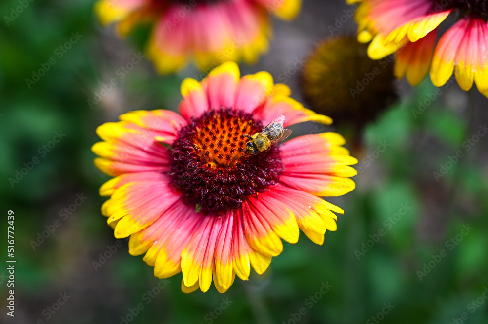 Honey Bee collects nectar and pollen on flowers in garden. Blooming flowers. Honey Bee collects nectar and pollen on flowers in garden. Blooming flowers.
