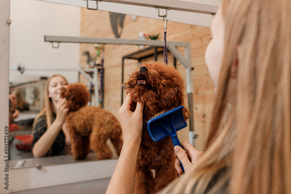 Close-up of female groomer brushing hair of Teacup poodle dog hair with comb after bathing at grooming salon. Woman pet hairdresser doing hairstyle in veterinary spa clinic Close-up of female groomer brushing hair of Teacup poodle dog hair with comb after bathing at grooming salon. Woman pet hairdresser doing hairstyle in veterinary spa clinic