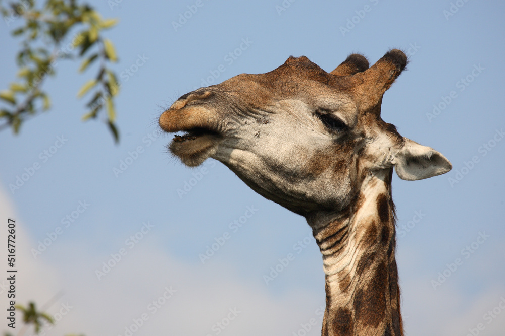 Obraz premium Giraffe / Giraffe / Giraffa Camelopardalis