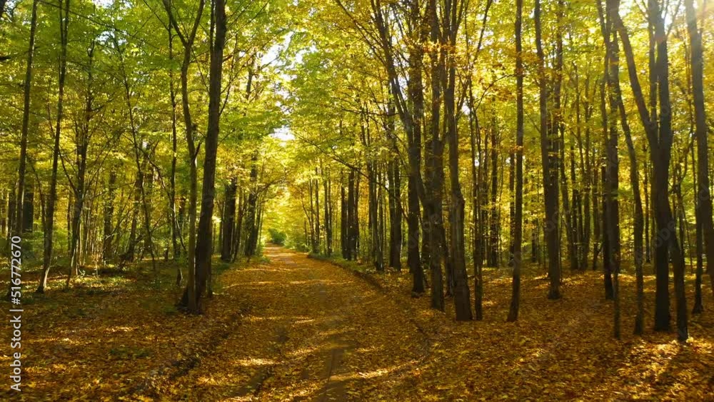 Calm Flight Through Fall Autumn Forest During Beautiful Sunset Evening. Camera Moves above country road. Woods And Trees In Autumn Forest Landscape. Path Way lane Through Fall Forest Park. Yellow Calm Flight Through Fall Autumn Forest During Beautiful Sunset Evening. Camera Moves above country road. Woods And Trees In Autumn Forest Landscape. Path Way lane Through Fall Forest Park. Yellow