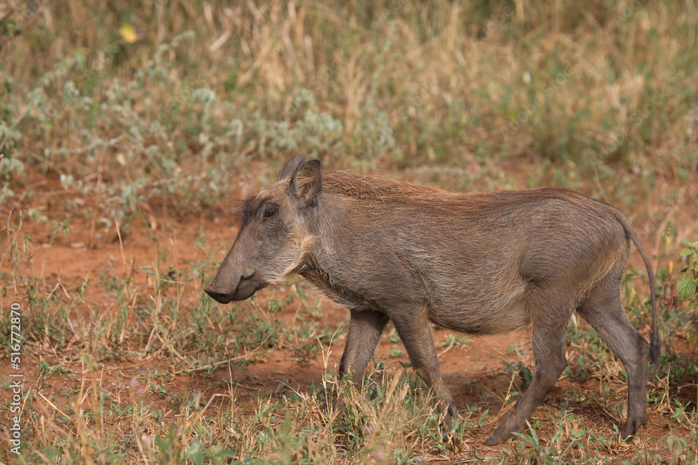 Warzenschwein / Warthog / Phacochoerus africanus. Warzenschwein / Warthog / Phacochoerus africanus.