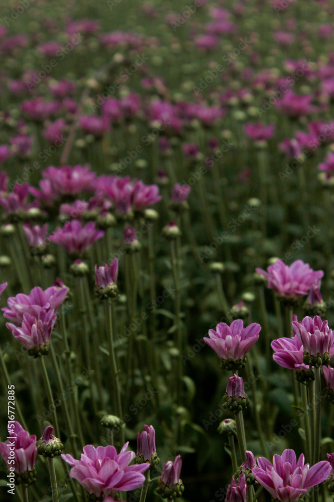 Violet chrysanthemum flowers in a nursery of a cut flower production system by producers in the city of Holambra, in the state of São Paulo, Brazil.