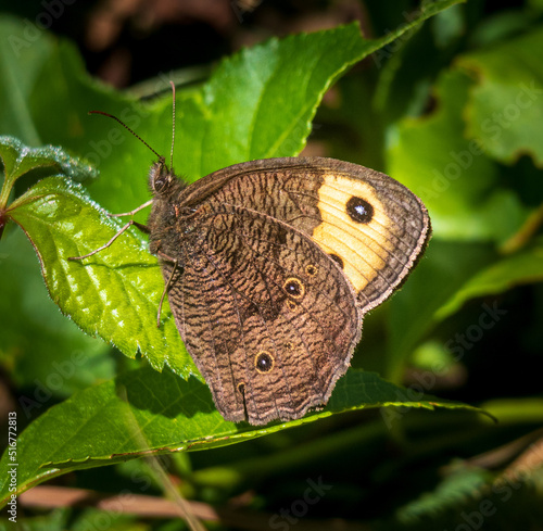 Quadro su tela Common wood nymph on green leaves