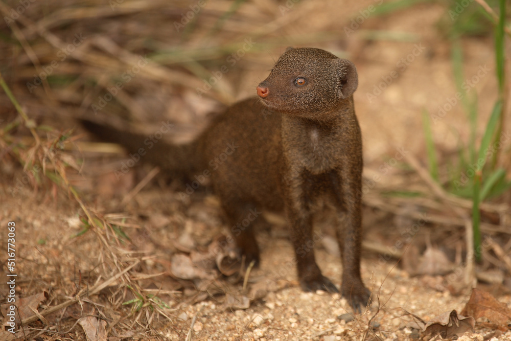 Südliche Zwergmanguste / Dwarf Mongoose / Helogale parvula Südliche Zwergmanguste / Dwarf Mongoose / Helogale parvula