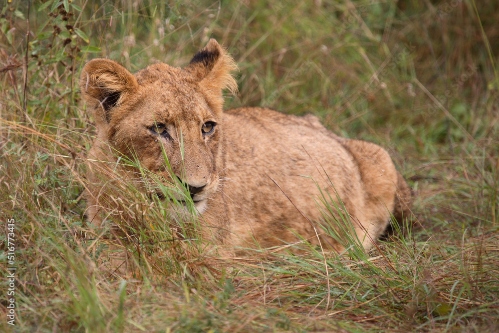 Afrikanischer Löwe / African Lion / Panthera Leo. Afrikanischer Löwe / African Lion / Panthera Leo.