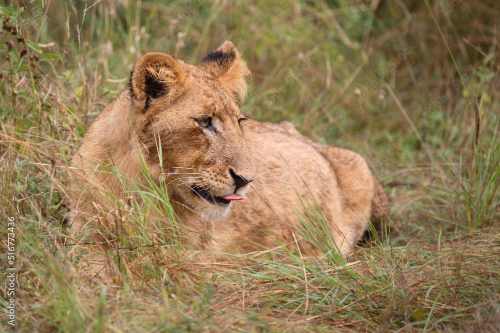 Afrikanischer Löwe / African Lion / Panthera Leo. Afrikanischer Löwe / African Lion / Panthera Leo.