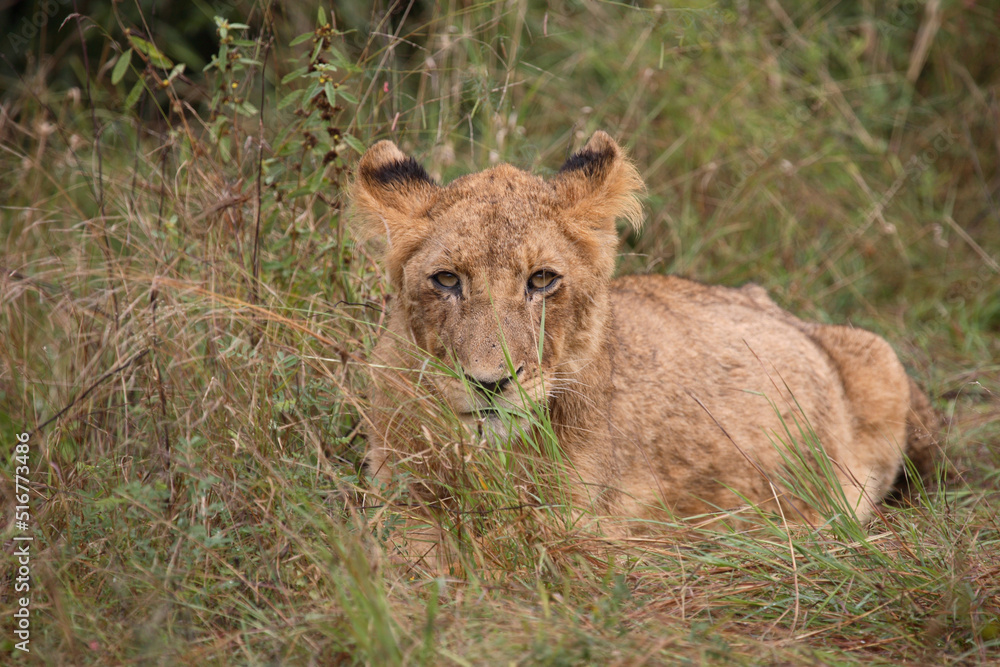 Afrikanischer Löwe / African Lion / Panthera Leo. Afrikanischer Löwe / African Lion / Panthera Leo.