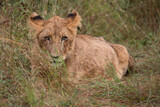 Afrikanischer Löwe / African Lion / Panthera Leo.