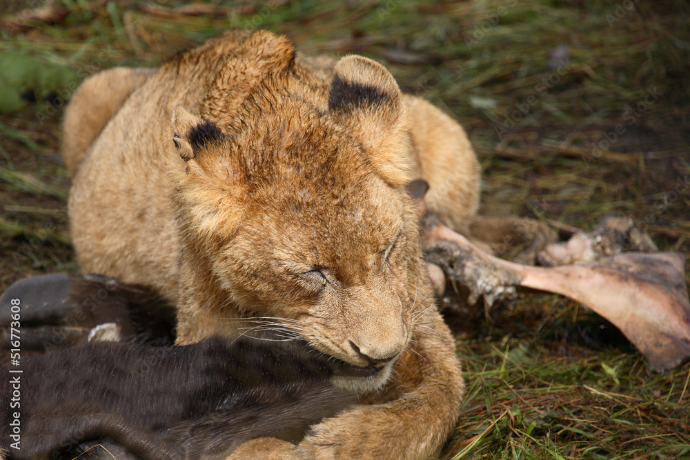 Afrikanischer Löwe / African Lion / Panthera Leo. Afrikanischer Löwe / African Lion / Panthera Leo.
